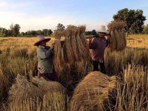 ใครเกิดทันยุคนี้บ้าง ...ส่วนตัวผมตอนเป็นเด็กหลังเลิกเรียนมาหาบจนหลังแอ่นมาแล้ว #ลูกชาวนา