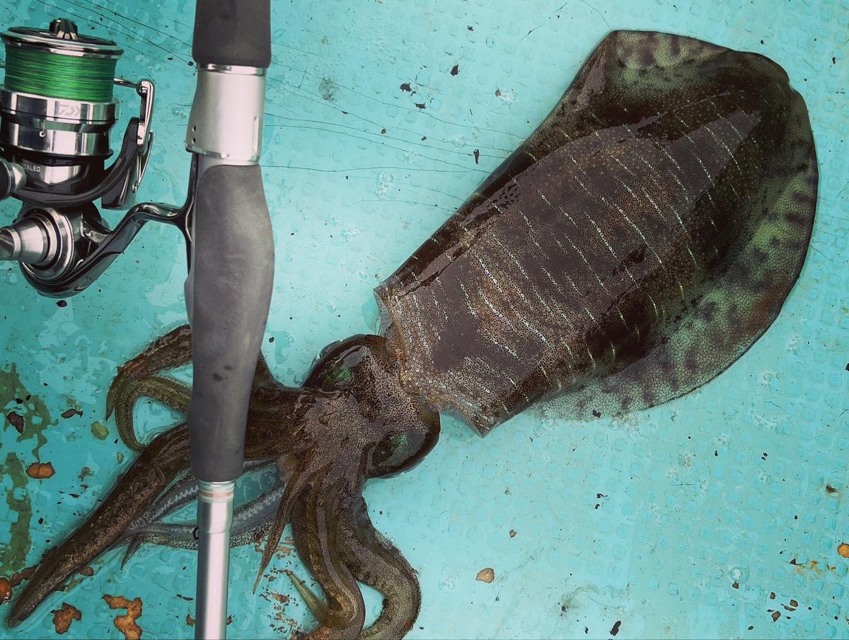 fishing_tii's tweet photo. 今日はティップランで10杯ほど…
良型5,6杯良型とキロアップ仕留めました。
うっすら濁りにモエモエグリーン結構効いてた。
アジも狙いたいが為に04PE+リーダー1号でやってるけどだいぶ手慣れてきたかな
#エギング
#ティップラン
#ハートランド
#白震斬八伍
#18exist https://t.co/K4VMzNdHJL