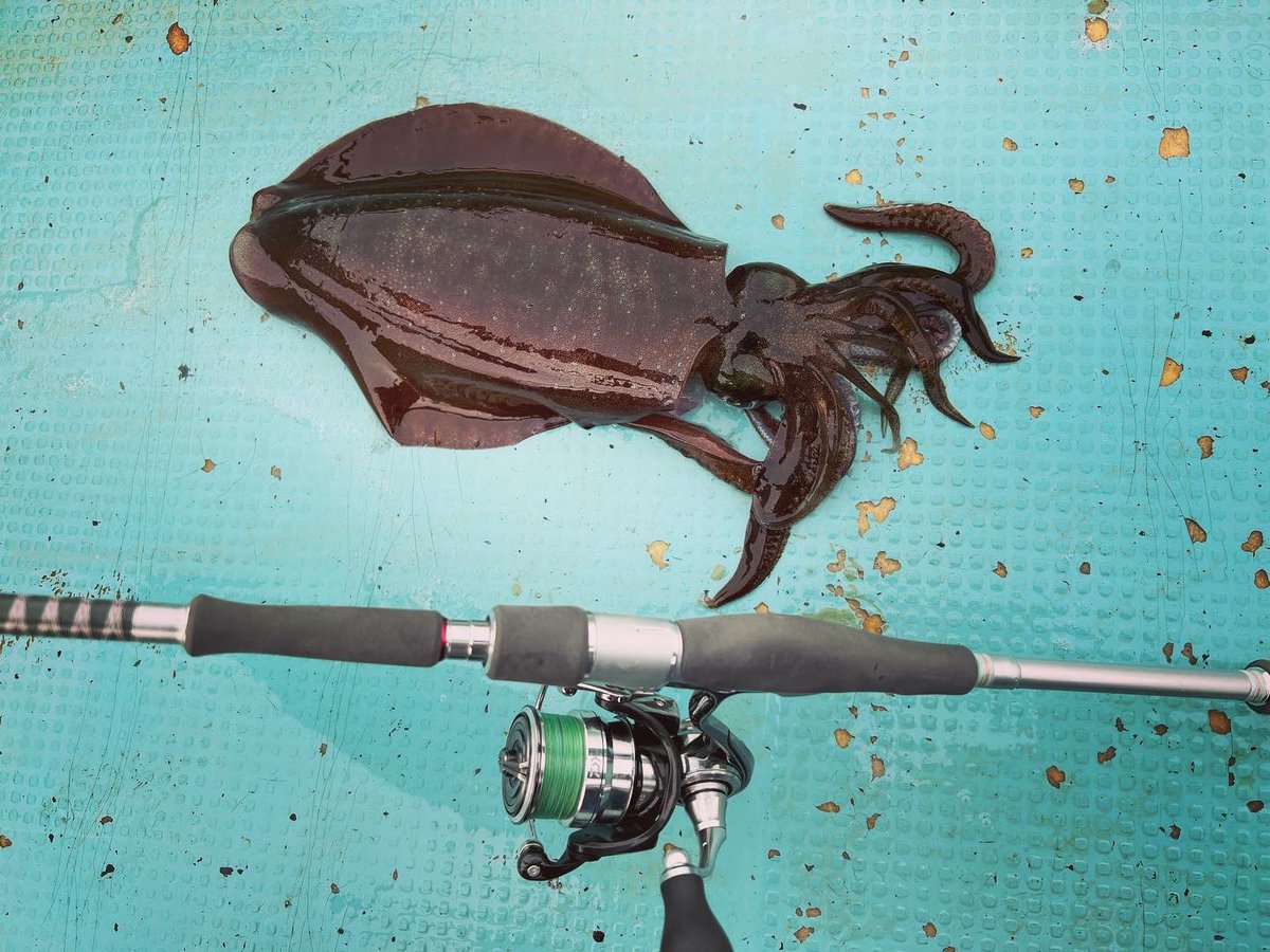 fishing_tii's tweet photo. 今日はティップランで10杯ほど…
良型5,6杯良型とキロアップ仕留めました。
うっすら濁りにモエモエグリーン結構効いてた。
アジも狙いたいが為に04PE+リーダー1号でやってるけどだいぶ手慣れてきたかな
#エギング
#ティップラン
#ハートランド
#白震斬八伍
#18exist https://t.co/K4VMzNdHJL