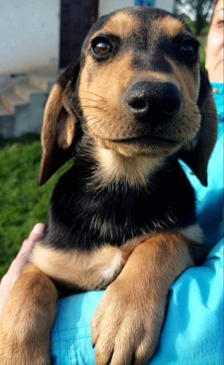 BosniaCatsDogs's tweet photo. 🆘🐾🆘URGENT FOOD DEBT🆘🐾🆘
£629 still needed 😞
4 DAYS LEFT
Don’t let them go hungry 🙏
No donation is too small
➡️https://t.co/LhAI8R115x
#foodforstrays
#RescueDog
#rescuecat
#sundayvibes https://t.co/OGxQlCrJDv