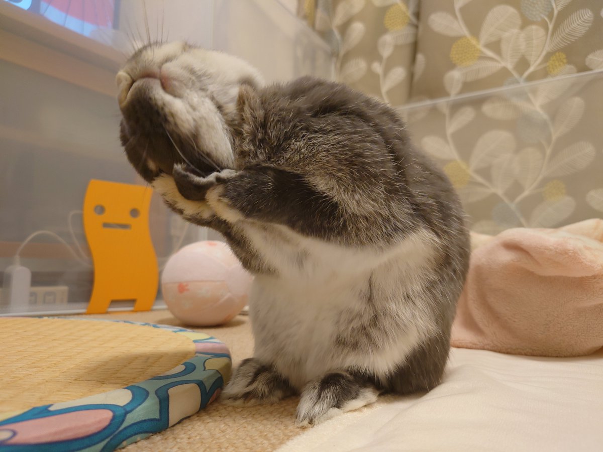 はな🐰 on Twitter 