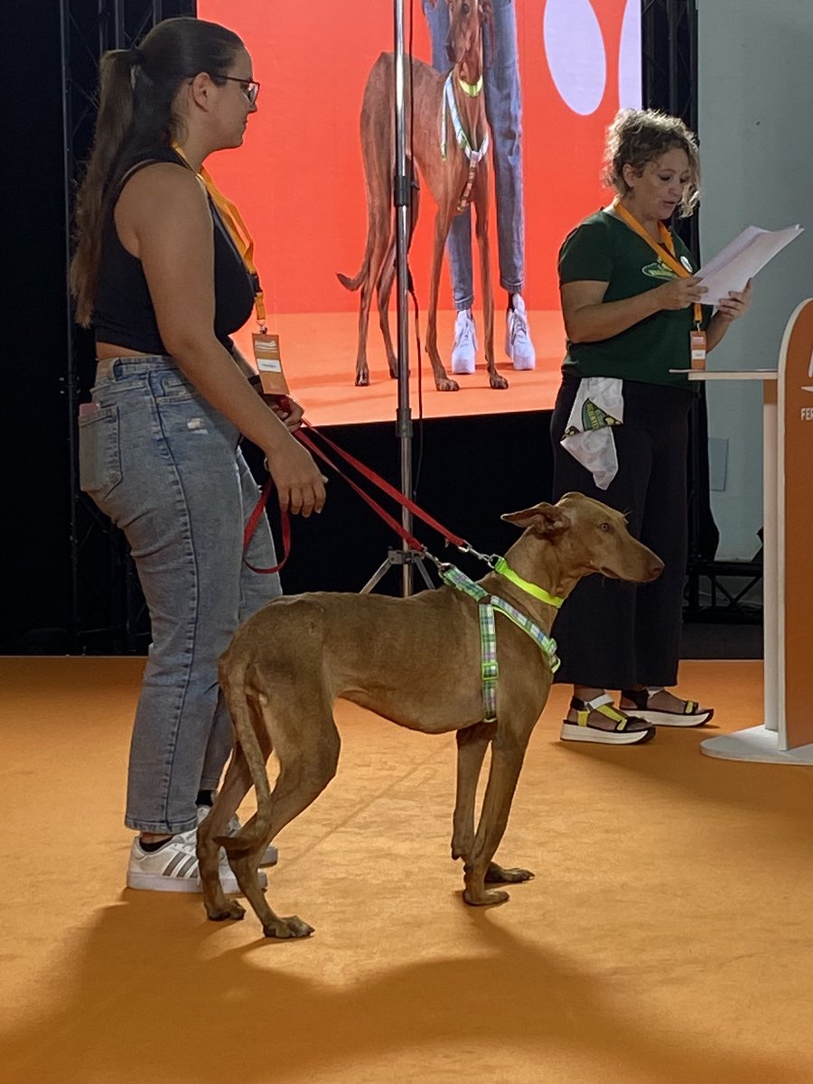 infecar's tweet photo. Gracias, @ArmandoRavelo por adoptar a DEA! 👏
#AnimalDeCompañía #Animales #Feria #RecintoFerial #GranCanaria #Animundo2022 #Adopción #TenenciaResponsable https://t.co/9sUyzPcsGG