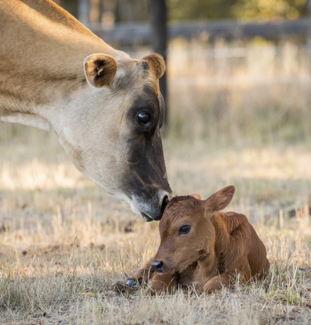 protect the innocent. defend the vulnerable. @edgarsmission #vegan #veganforlife #animalrights