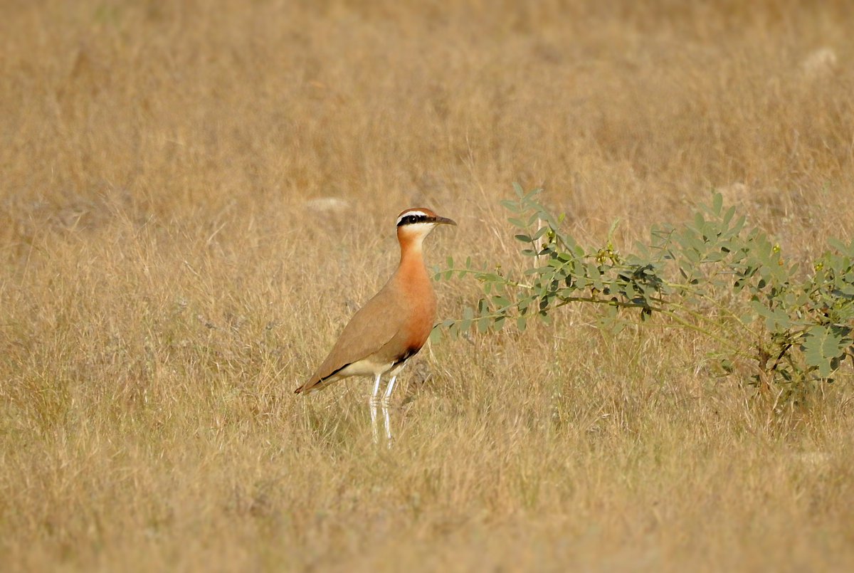 PakBirding's tweet photo. Jhampir in winters is just amazing, got lucky with the Indian courser finally, and some really good views of raptors too. @KB1997_  this spot is the only reliable place for these currently

Long legged buzzard - two morphs
Eurasian Kestrel
Short toed Snake Eagle
#BirdsSeenIn2022 https://t.co/6Dt4PiSuJk