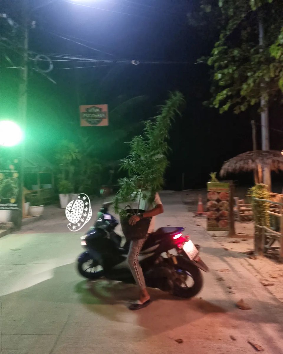 🍁Thailand🛵
📸:@cannaworldtravel 
#sativa #cannabis #Thailand