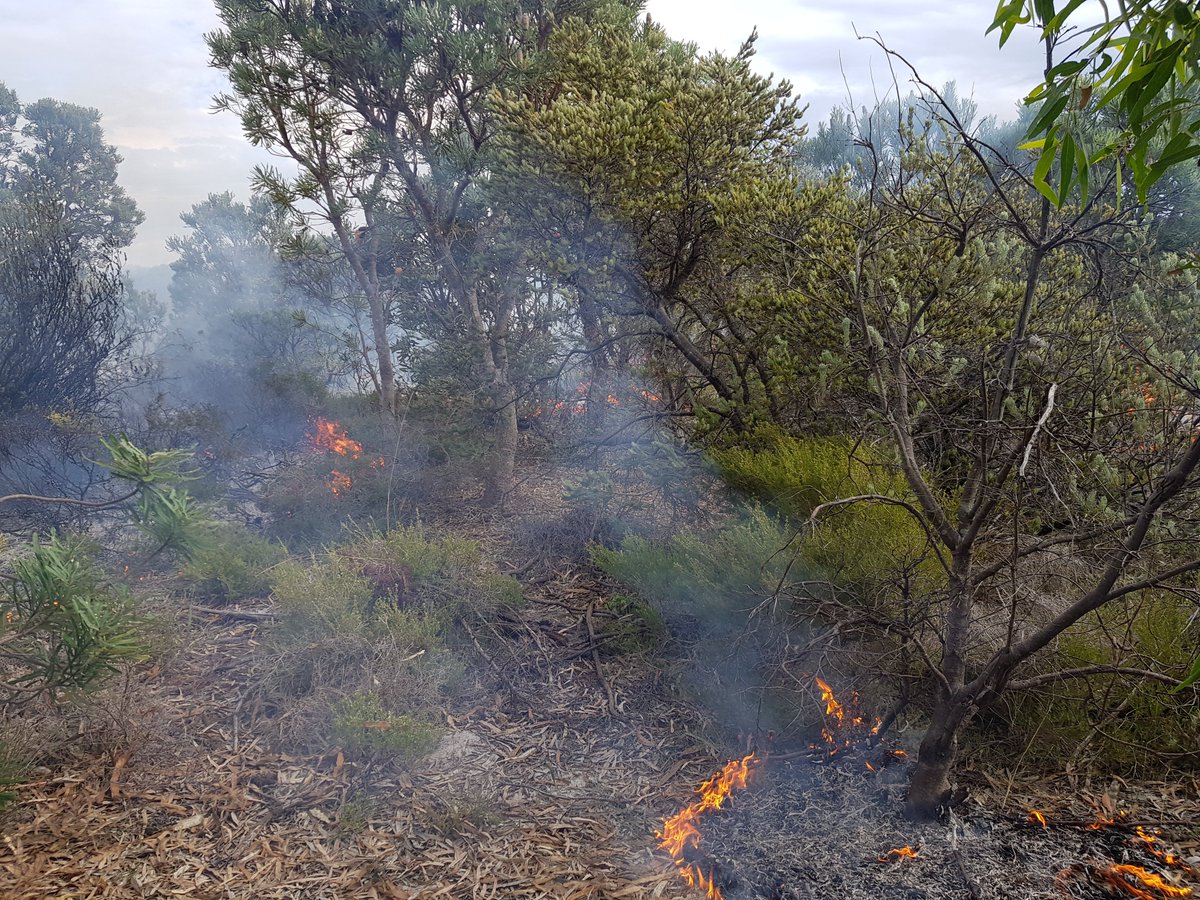 Burning plants was a lot of fun, but what did it do to a threatened ecological community restored after mining? Come hear me speak about it tomorrow at #ESASCBO2022 from 11-1pm!