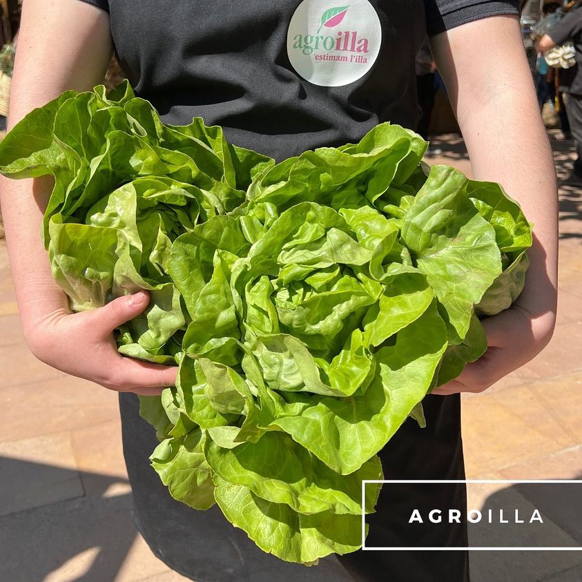 🥰Producte de Mallorca, de qualitat i sostenible. Com els que cultiven i distribueixen els nostres companys d'Agroilla. Tria producte local, tria mallorquí!
#sompagesos #agroilla #agromallorca #terracor #EsMerca #productelocal #mallorca #agriculturasostenible
