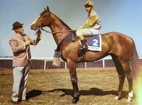 HORSERACING1002's tweet photo. SEA COTTAGE ๐ฟ๐ฆ 1962
(FAIRTHORN - MARITIME BY MERCHANT NAVY)#SeaCottage
!966 Horse of The Year๐ฟ๐ฆ,1965 Champion 2yo Colt๐ฟ๐ฆ Champion Handicap Horse๐ฟ๐ฆ and Champion 3yo Colt๐ฟ๐ฆ.
Stood at Vogel Vlei Stud 1967
sire 298 foals , 256 runners, 160 winners, 15 stakes winners, https://t.co/1KyDLyfKdy