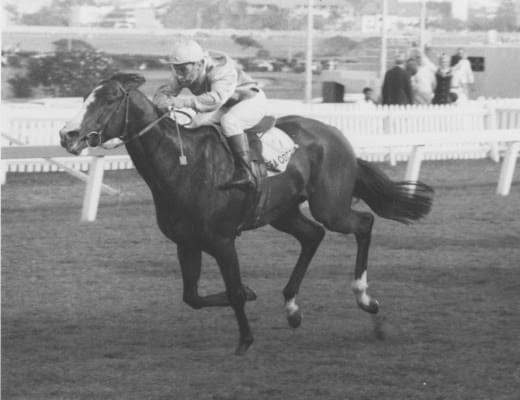 HORSERACING1002's tweet photo. SEA COTTAGE ๐ฟ๐ฆ 1962
(FAIRTHORN - MARITIME BY MERCHANT NAVY)#SeaCottage
!966 Horse of The Year๐ฟ๐ฆ,1965 Champion 2yo Colt๐ฟ๐ฆ Champion Handicap Horse๐ฟ๐ฆ and Champion 3yo Colt๐ฟ๐ฆ.
Stood at Vogel Vlei Stud 1967
sire 298 foals , 256 runners, 160 winners, 15 stakes winners, https://t.co/1KyDLyfKdy