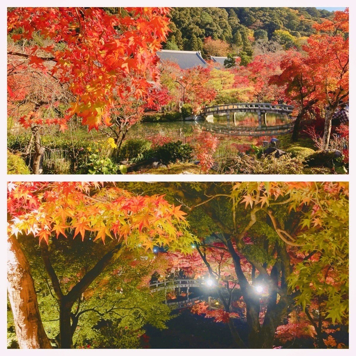 昼と夜の永観堂～🍁🍁 