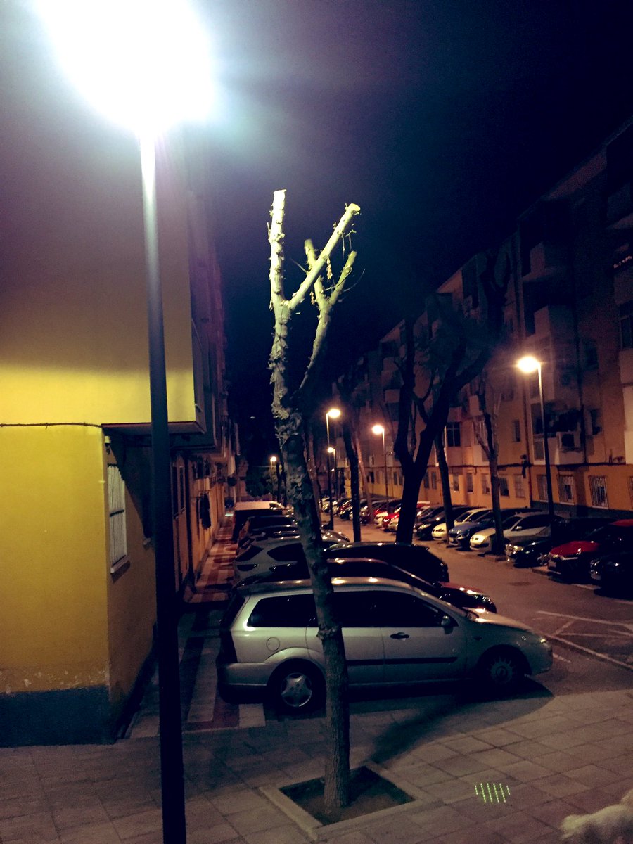 CalambresJj's tweet photo. Lo de la poda en Getafe es que es una auténtica barbaridad! 🤦🏻‍♂️
@aytogetafe @sara_heba @aearboricultura @AEPJP https://t.co/qO92pch09x