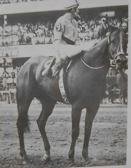 HORSERACING1002's tweet photo. LET'S AL 🇲🇽1969
(LET'S HURRY - DELIA GONE BY SUPER DUPER)#LetsAll
B. D' Miguel (MEX) 1969
152 -31-23-26 with 1,536,070 pesos
1972 Champion 3yo Colt in Mexico 🇲🇽.
Gran premio Nacional G1 https://t.co/X4SEdHPw59