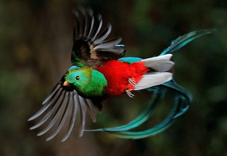 ケツァール Twitter Search Twitter ケツァール Twitter Search Twitter