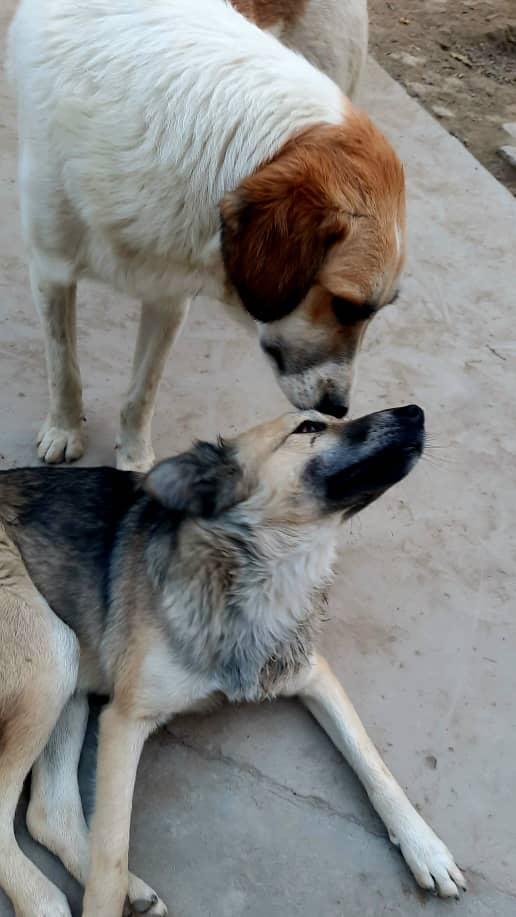 Kabul Small Animal Rescue (KSARshelter) / Twitter