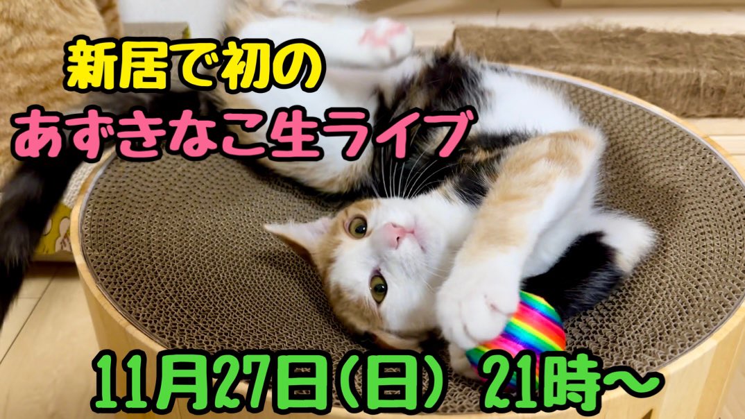 あずきなこ🐈🐾 (@kinaco0505_) / Twitter あずきなこ🐈🐾 (@kinaco0505_) / Twitter
