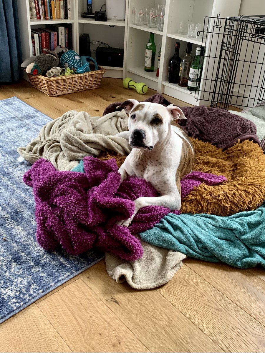 mscookiestamp's tweet photo. If it’s food or another blanket the answer is yes. https://t.co/c0uU8wF5gZ
