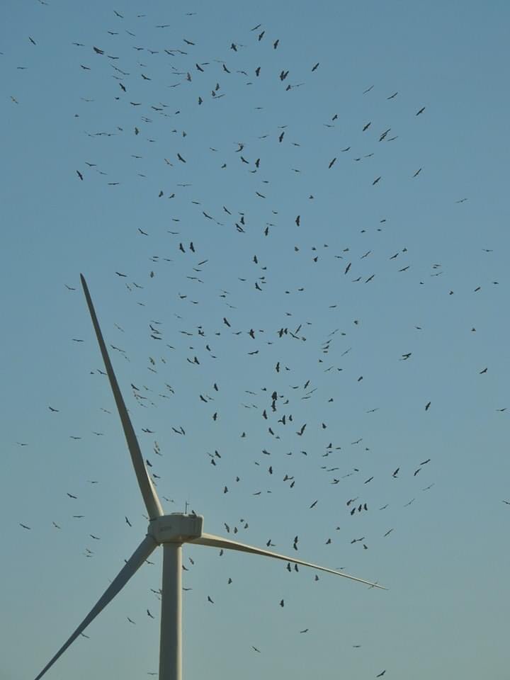 🚨ALARMANTE 
Se estima que entre 140.000 y 500.000 aves mueren cada año debido a colisiones con molinos de viento. Estas muertes podrían aumentar a más de un millón al año si continúa expandiéndose la energía eólica.