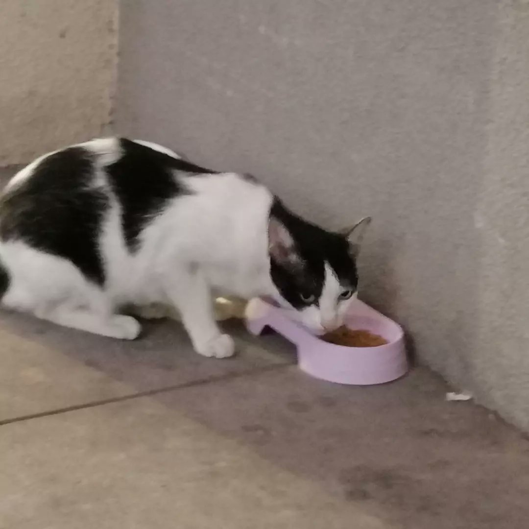 _datajunkie's tweet photo. Nagpunta lang ako sa BGC para mag-picture ng mga pusa. #catsofbgc https://t.co/Unmy6RTJOs