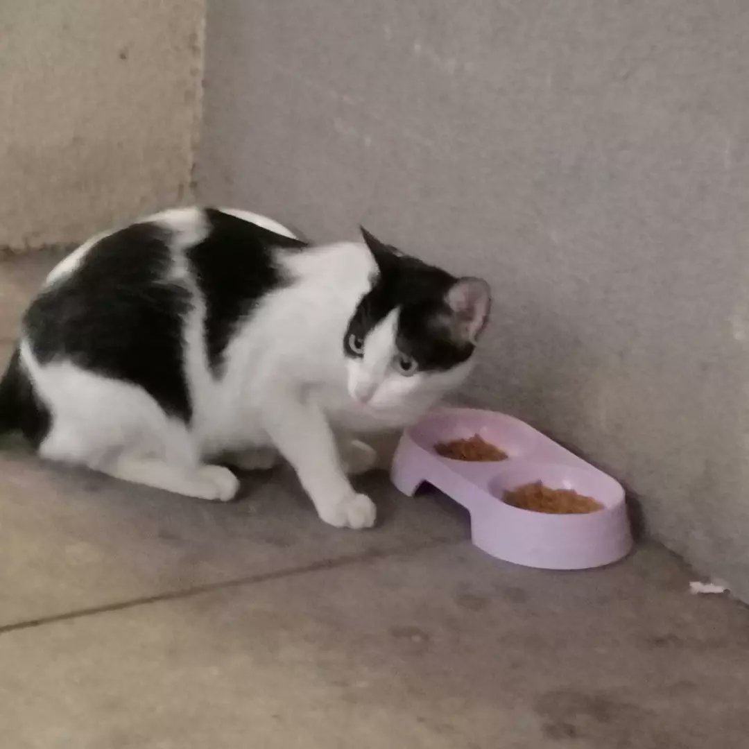 _datajunkie's tweet photo. Nagpunta lang ako sa BGC para mag-picture ng mga pusa. #catsofbgc https://t.co/Unmy6RTJOs