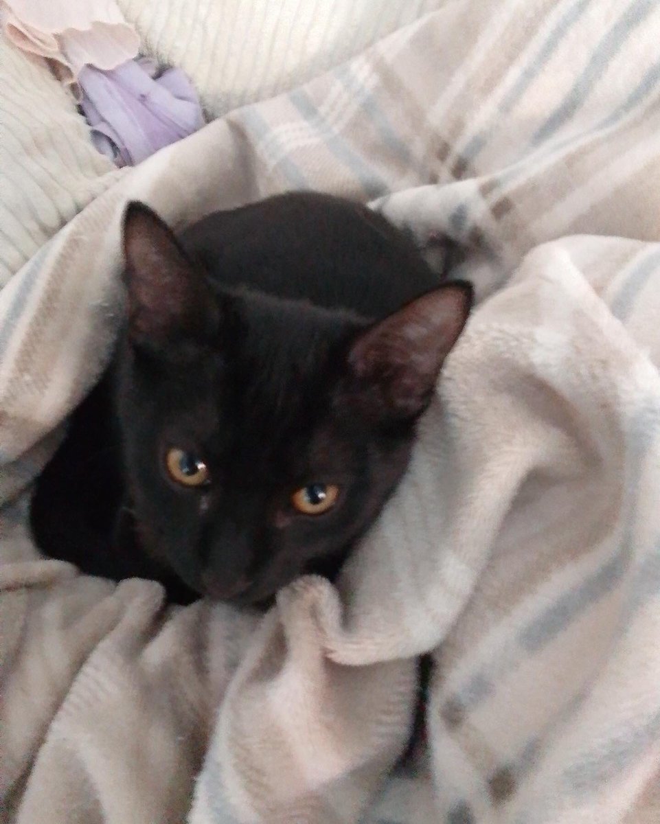 gatoslunallena's tweet photo. Caso externo: estos son Batman y Parking.
Necesitamos urgente adopción para estos gatitos de tres meses. muy cariñosos y sociables. Fueron salvados de una muerte segura, pero la persona que los rescató y cuidó ya ha hecho lo que estaba en su mano. Tlf de contacto 633846096. https://t.co/PnmxvqnY49