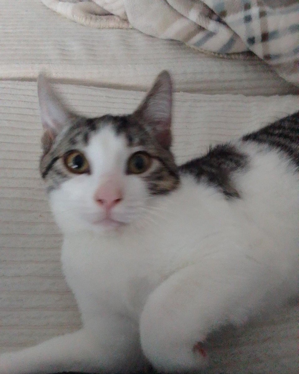 gatoslunallena's tweet photo. Caso externo: estos son Batman y Parking.
Necesitamos urgente adopción para estos gatitos de tres meses. muy cariñosos y sociables. Fueron salvados de una muerte segura, pero la persona que los rescató y cuidó ya ha hecho lo que estaba en su mano. Tlf de contacto 633846096. https://t.co/PnmxvqnY49