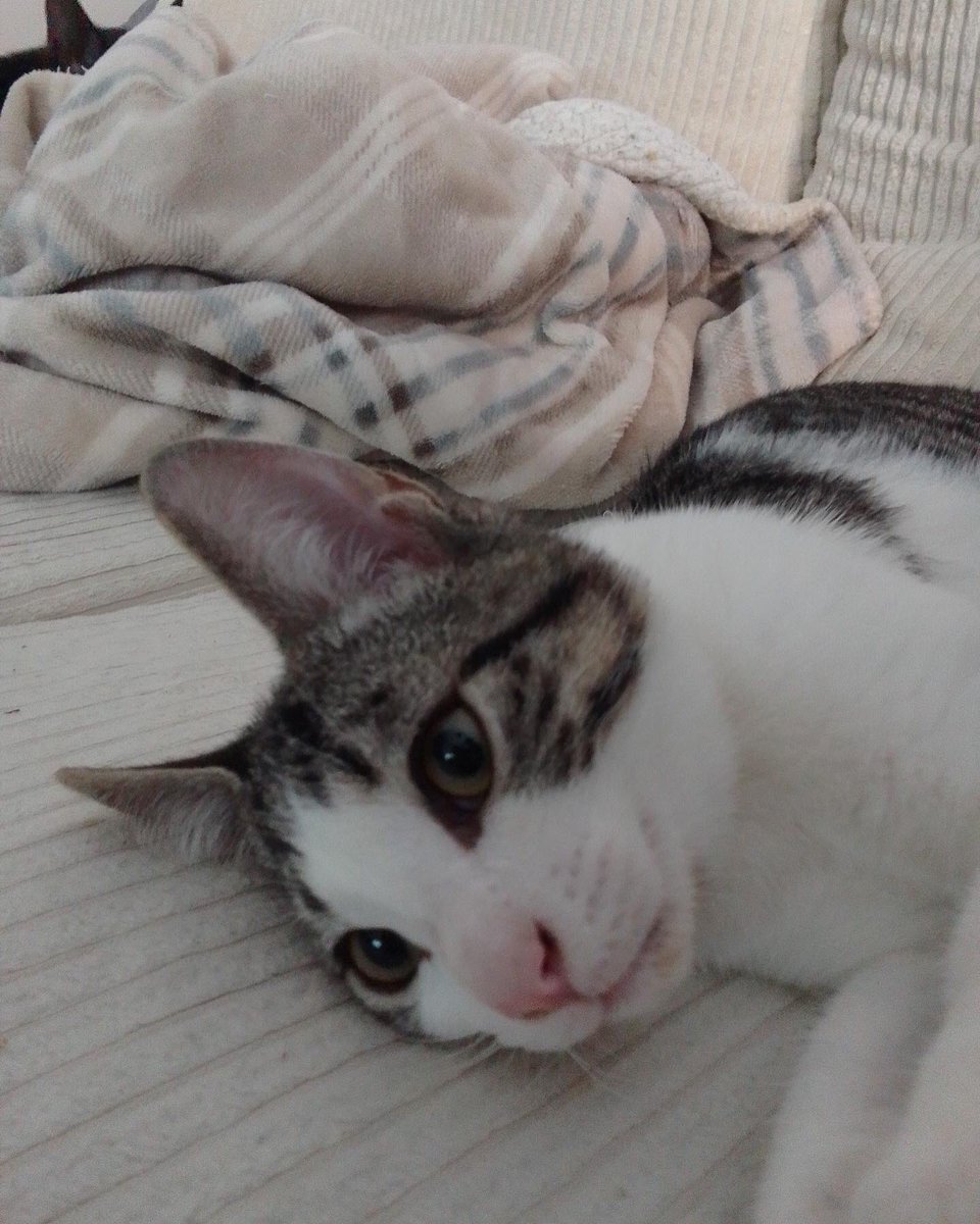 gatoslunallena's tweet photo. Caso externo: estos son Batman y Parking.
Necesitamos urgente adopción para estos gatitos de tres meses. muy cariñosos y sociables. Fueron salvados de una muerte segura, pero la persona que los rescató y cuidó ya ha hecho lo que estaba en su mano. Tlf de contacto 633846096. https://t.co/PnmxvqnY49