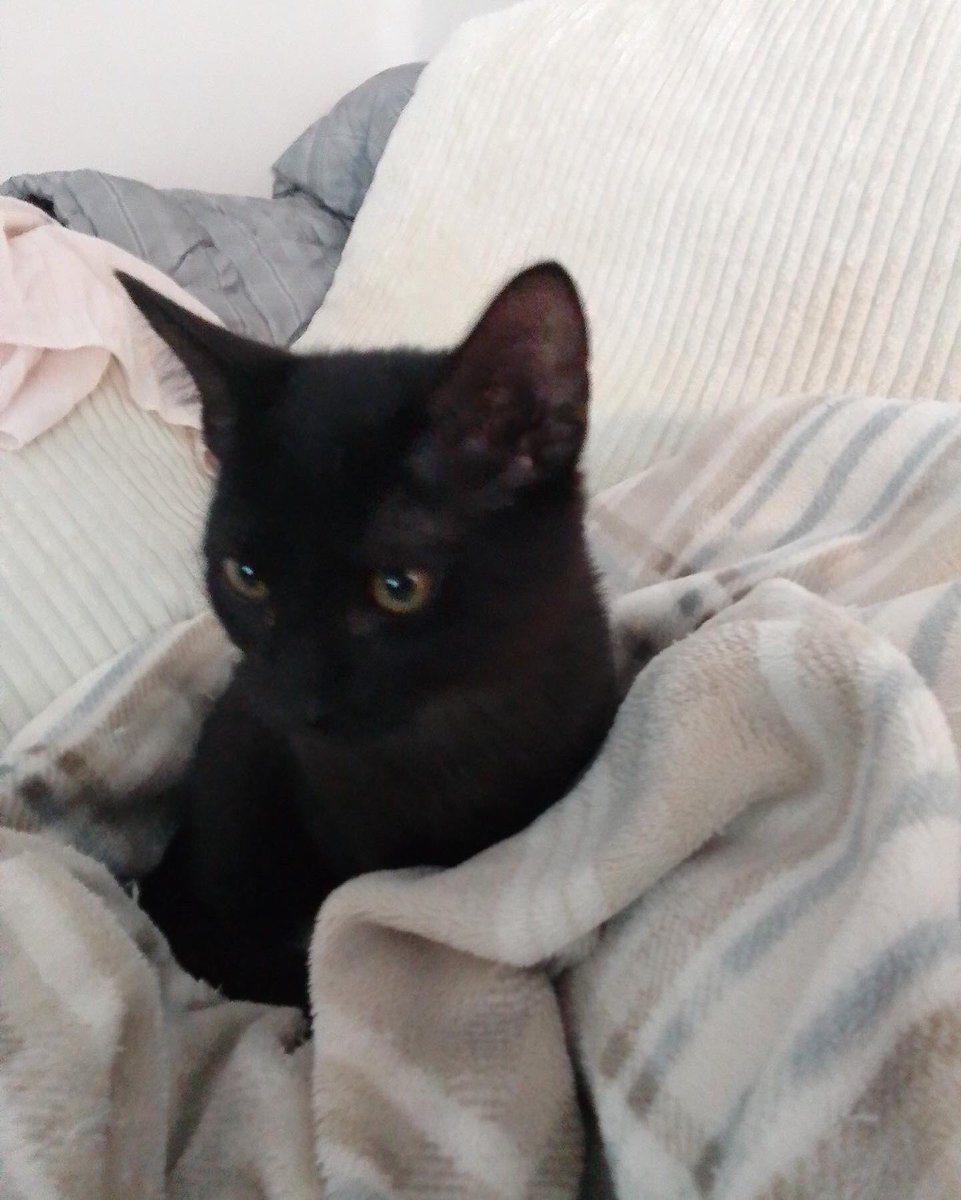 gatoslunallena's tweet photo. Caso externo: estos son Batman y Parking.
Necesitamos urgente adopción para estos gatitos de tres meses. muy cariñosos y sociables. Fueron salvados de una muerte segura, pero la persona que los rescató y cuidó ya ha hecho lo que estaba en su mano. Tlf de contacto 633846096. https://t.co/PnmxvqnY49