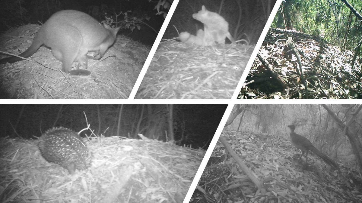 Matthew Hall tweet media