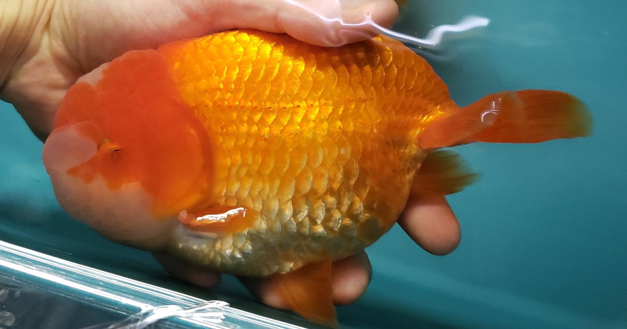 らんちゅうの飼育者絶賛 水槽の水が綺麗に ヴァルナ8センチ 有害物質を強力抑制 透明度がアップ 水替え不要に 病原菌や感染症予防に