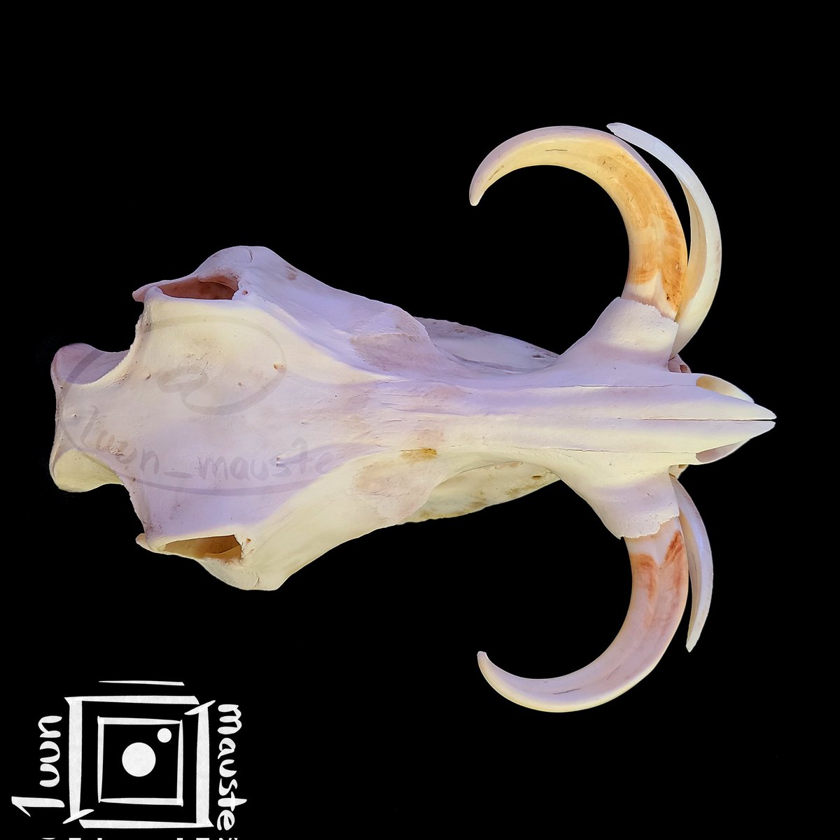 luun_mauste's tweet photo. Wart wart wart.
💀🦴

☠ Warthog from 👉 @oddsav912

[Not For Sale]
#warthog #africanworthog #hog #pig #piggy #swine #pumbaa #sika #warthogs #taxidermy #bone #bones #spicybones #luun #bonecollector #skull #skulls #skullcollecting #skullcollection #osteology #anatomy #deadstuff https://t.co/7RJBy44N0h