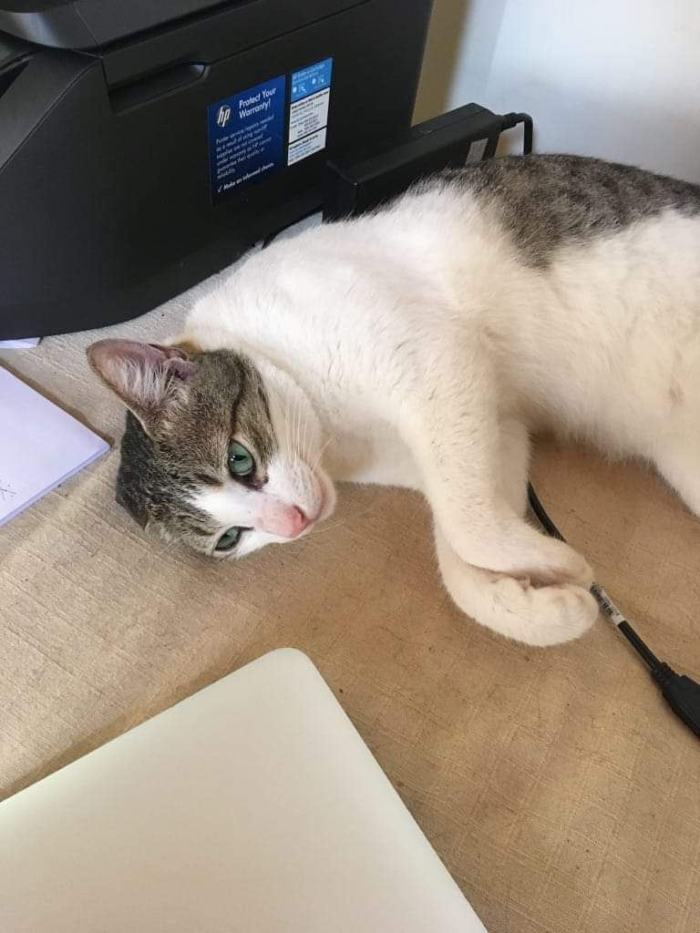 rakasreedg's tweet photo. Freida was happily in her carrier when she was handed over to @qatarairways  at BLR airport after security clearance. After this point they opened the cage door to tie some ID tag, at which point she escaped. This was a negligence on the part of the Airlines. https://t.co/YdFd5nbWxW