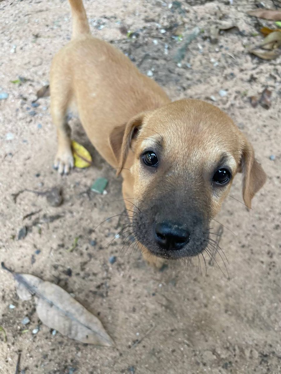 Raresama Foundation tweet media