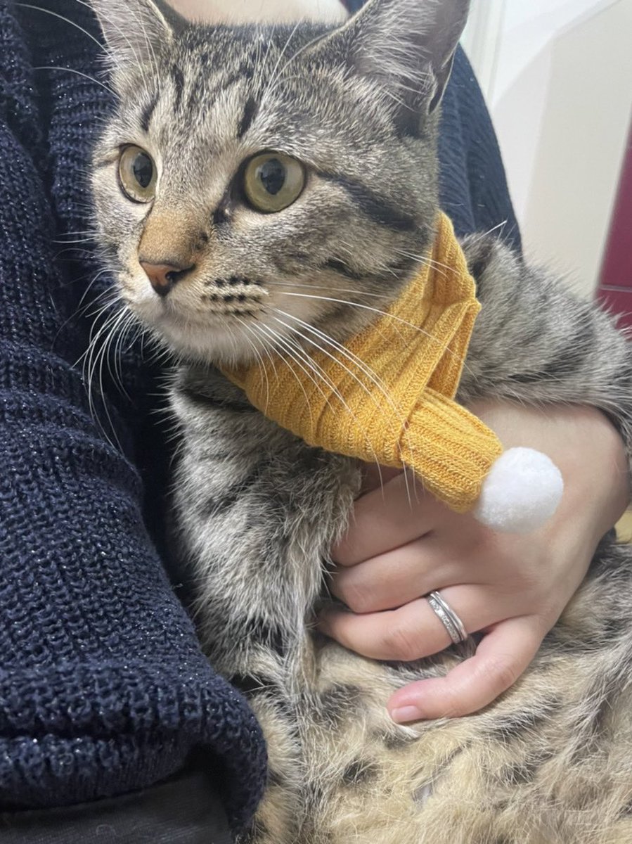 SOU__KURI's tweet photo. 冬の装い  くくちゃんVer.

#猫がいる生活 
#猫好きさんと繋がりたい 
#猫のいる暮らし https://t.co/nLJUcKby0I