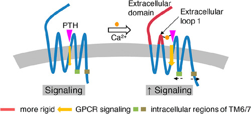 JCIM_JCTC's tweet photo. Molecular Mechanism of Ca2+ in the Allosteric Regulation of Human Parathyroid Hormone Receptor-1 #compchem #PTH #allostery 
https://t.co/upNqQfSYQT 
#current_issue #JCIM #compchem https://t.co/BiRXKDfKRJ