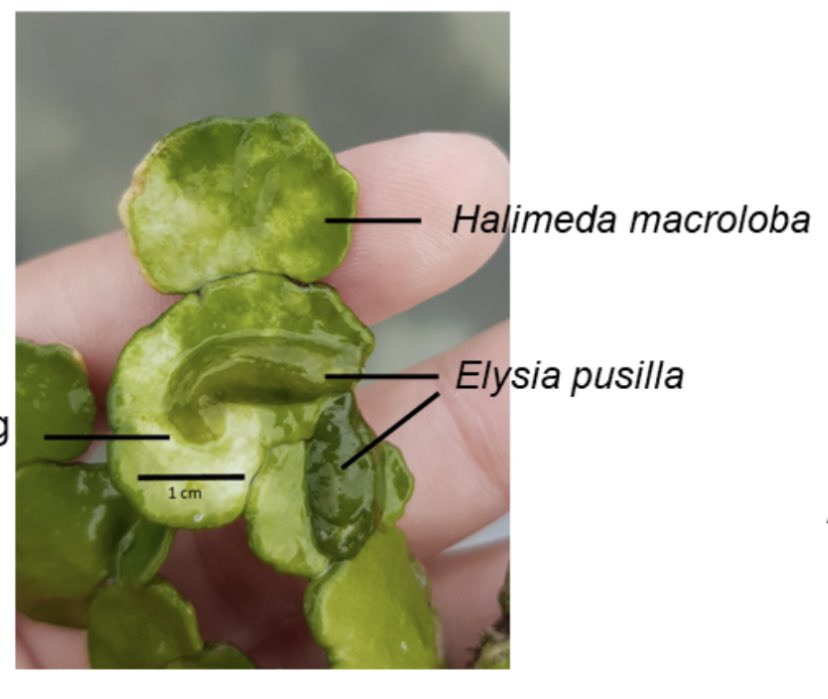 Relationship between #seaslug and its algal host in our new article surl.li/dvmsp