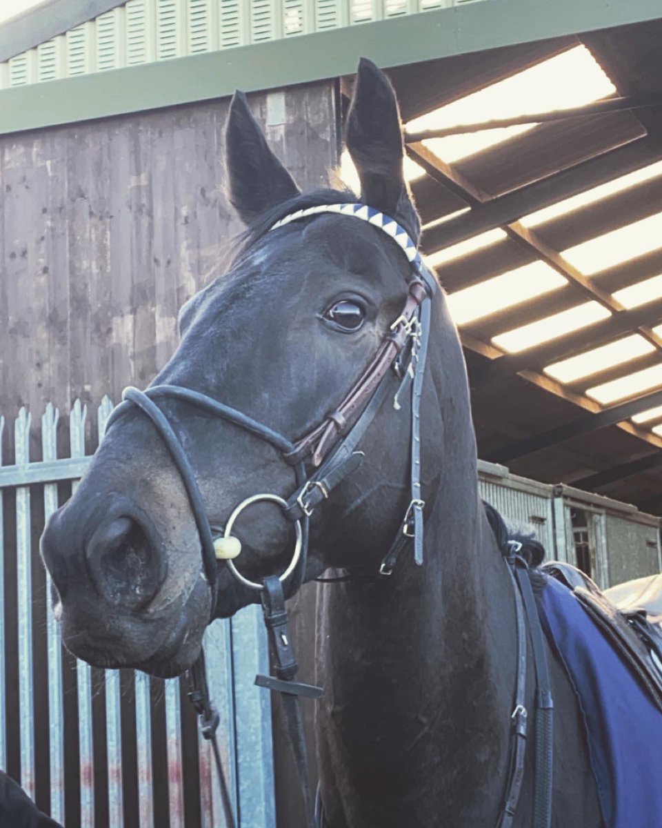 bofaracingclub's tweet photo. Christmas Freebie
We're giving a lucky follower the chance to win a share in our unraced filly Carrigeen Kochia by Yeats
@RebeccaEMenzies @ManageSyndicate 
https://t.co/SN3DIQajgL 
Just retweet this post &amp; follow our page to win, winner announced 6pm on Sunday 4th Dec https://t.co/4GTGeYDyJL