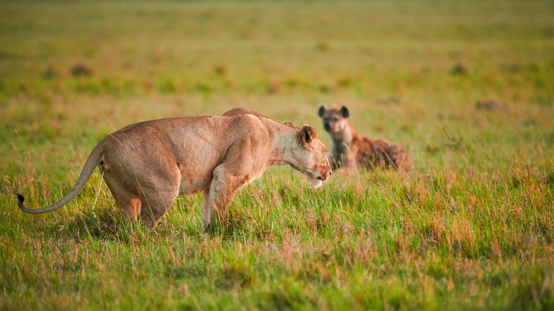 The Marsh Pride had a bad timing with me..🤣
🦁 Masai Mara | Kenya
#wildlifephotography #wildography #animalelite #earthcapture #discoverwildlife #wildlifeonearth #wildlifeplanet #africa #lions #naturephotography #naturephotoportal #yourshotphotographer #masaimara