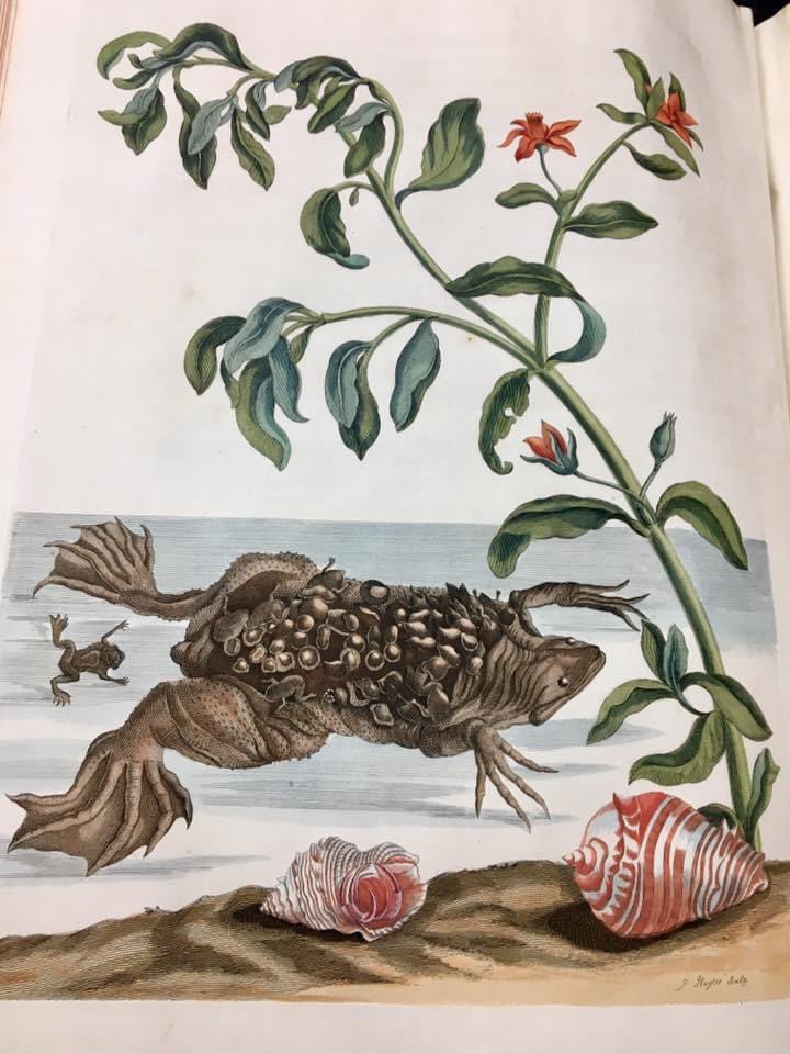 flygirlNHM's tweet photo. It’s lovely being able to cite colleagues when writing especially when they’re @grace_touzel and it’s about Maria Sibylla Merian 🦋🐛🕷🪰

The @NHM_London has a copy of her groundbreaking Insects of Surinam and it’s phenomenal https://t.co/BGR4ciKLvw