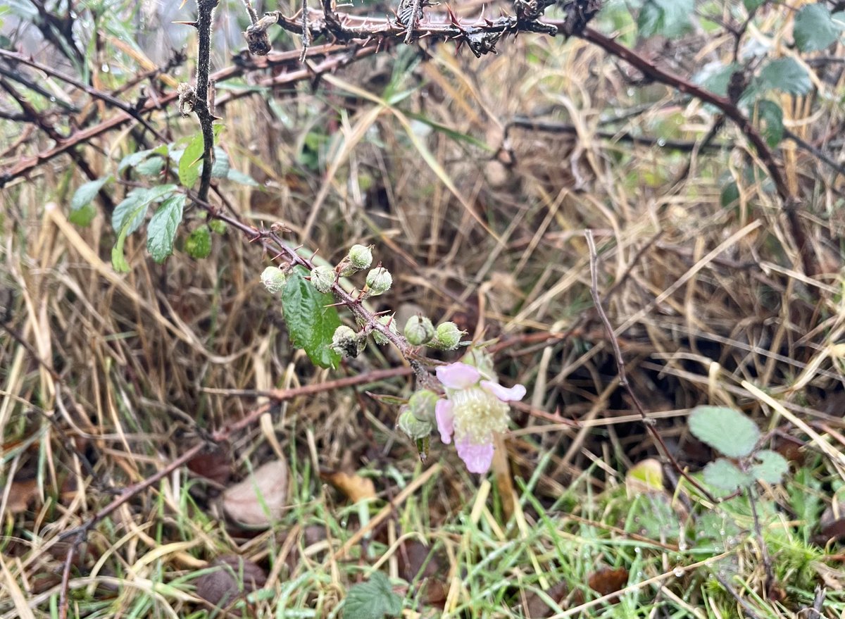 Blackberries in bloom on 27 Nov?!🤔