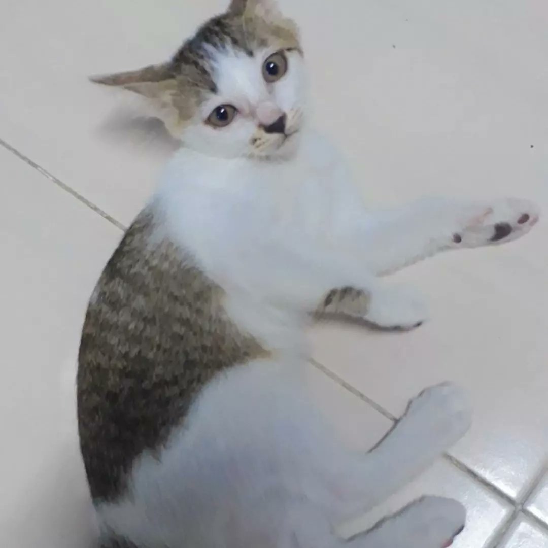 มีใครอยากรับเลี้ยงแมวมั้ยคะ พอดีน้องเป็นแมวจรแล้วคาบลูกมาไว้บ้านเรา แต่ภูมิแพ้เรากำเริบบ่อยด้วยเดิมทีเป็นคนแพ้ขนแมวอยู่ด้วยจึงต้องปล่อยน้อง สามารถนัดรับได้ที่กทม.และแถบปริมณฑลนะคะ #หาบ้านให้แมว #รับเลี้ยงแมว #แมวหาบ้าน #แมวจร