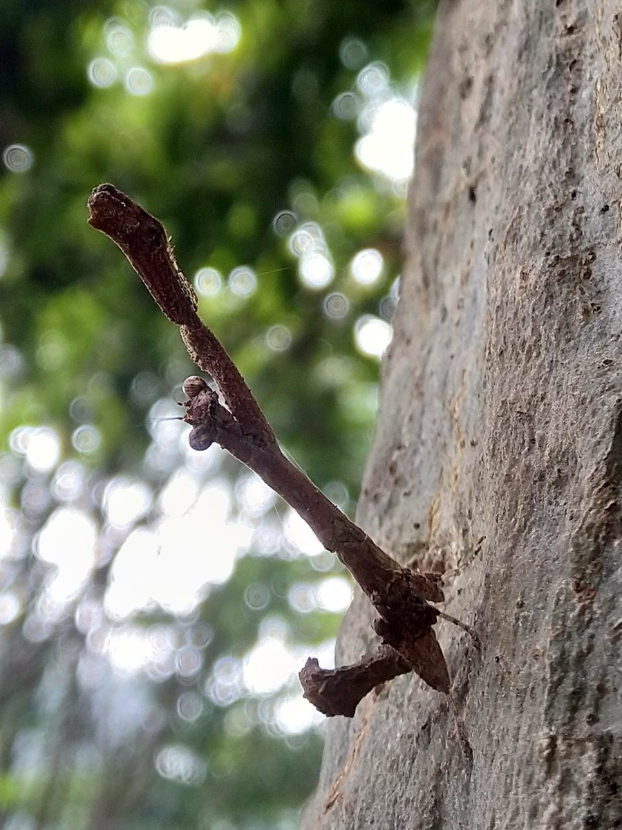venadavenu's tweet photo. My heart is too worn out and used up to deal this this level of cuteness pha!

This Ambivia Twig Mantis made me heart into a puddle of mush and me knees wobble this morning.
@chlorofilled @devika__rathore @aydiav @ipsawonders https://t.co/hPI6aclARg