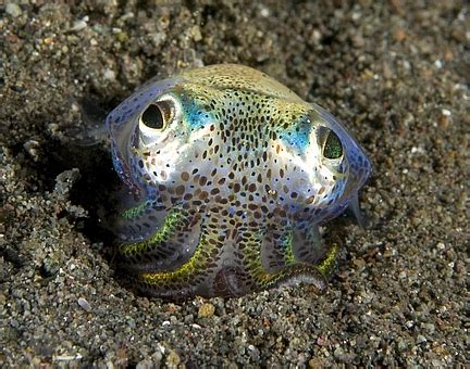 Hourly Bobtail Squid (@bobsquideveryhr) on Twitter photo 