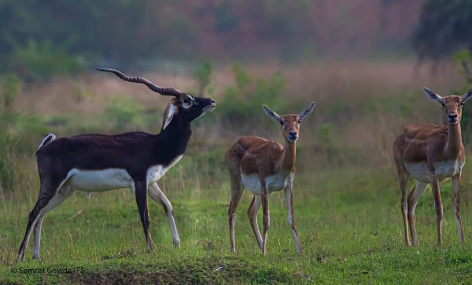 IfsSamrat's tweet photo. Show off by male blackbuck...
Photo from Aska, Odisha https://t.co/uqwhQ46zxA