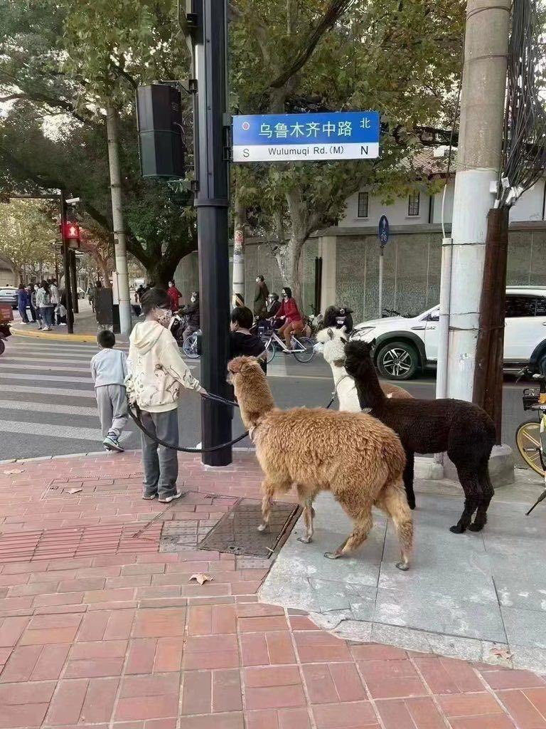 27日，有人牵着 #草泥马🦙去上海乌鲁木齐中路了

#上海 #乌鲁木齐中路 #清华 #白纸革命 #乌鲁木齐 #新疆