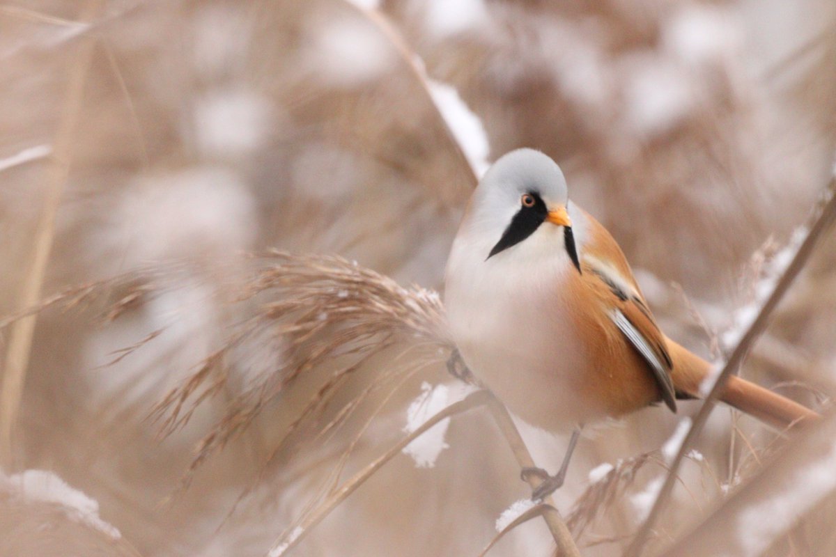 ChereaJanusz's tweet photo. Samiec wąsatki
Białystok, Stawy Dojlidzkie
#birdwatching https://t.co/zHkAVnZvBd