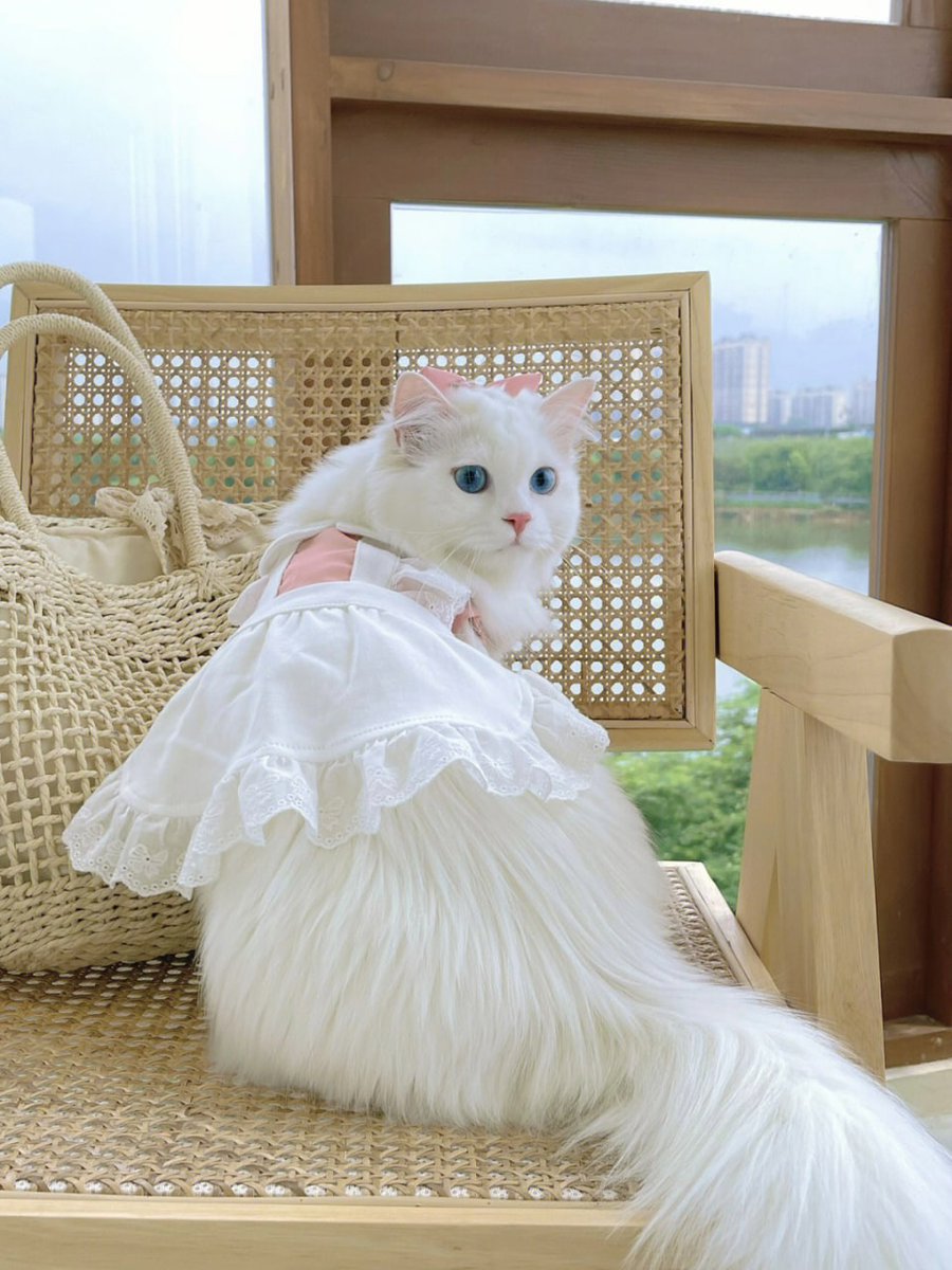 猫がいると、現実の雑多さがすべて現実に残って、ほかのことを考えずに暮らせるのが楽しい。☺☺