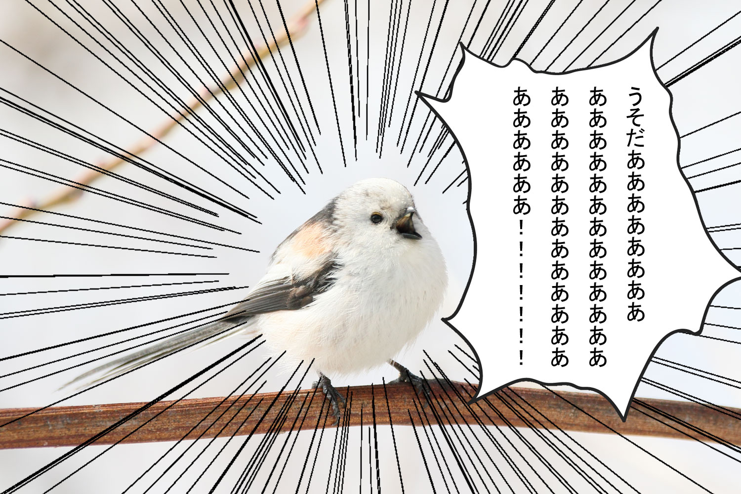 ぼく、シマエナガ。 on X: 