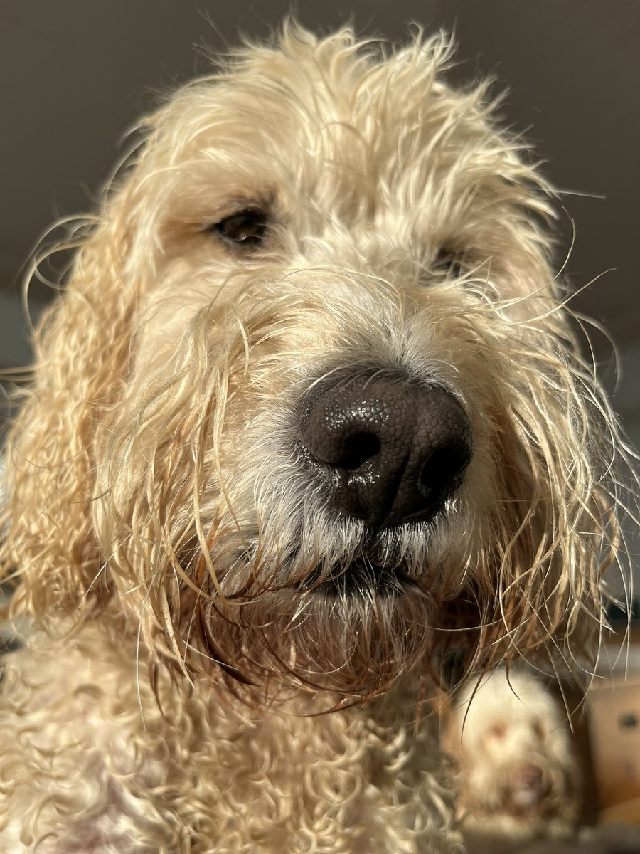 LothianVictoria's tweet photo. Attitude #dog #dogsoftwitter #DogsofTwittter #dogjoy #doglove #dogsarethebest #cockapoo #fozzybear https://t.co/sHshSzFVHq