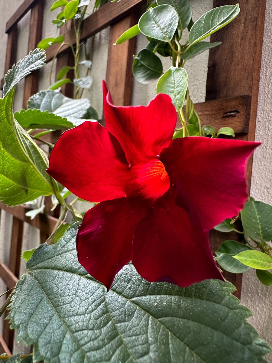 Ulrich Janse van Vuuren on Twitter: 