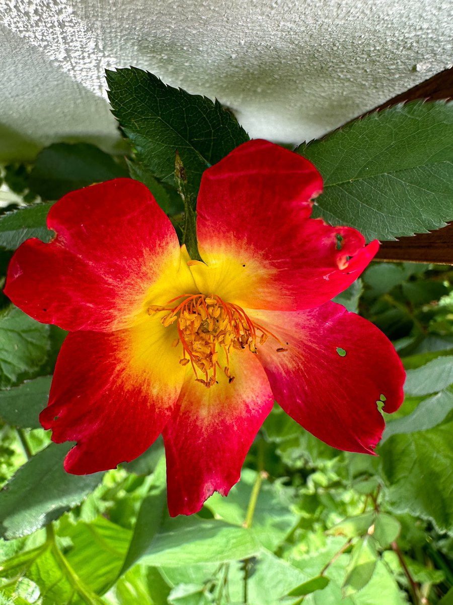 Ulrich Janse van Vuuren on Twitter: 